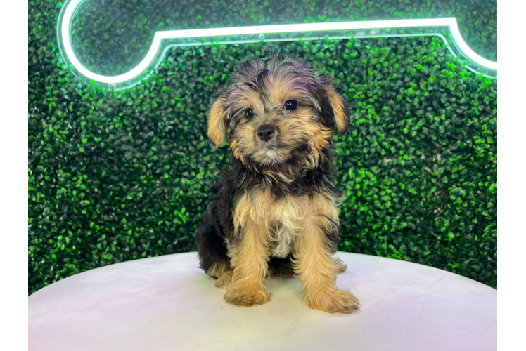 Meet Cupcakes - our Yorkie Poo Puppy Photo 1/5 - Puppy Love PR Yorkie Poo Puppy for Adoption