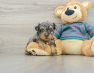 8 week old Yorkie Poo Puppy For Sale - Puppy Love PR