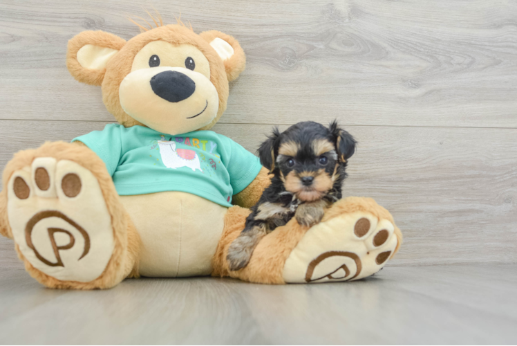 Meet Cupcakes - our Yorkie Poo Puppy Photo 1/3 - Puppy Love PR Yorkie Poo Pup Being Cute