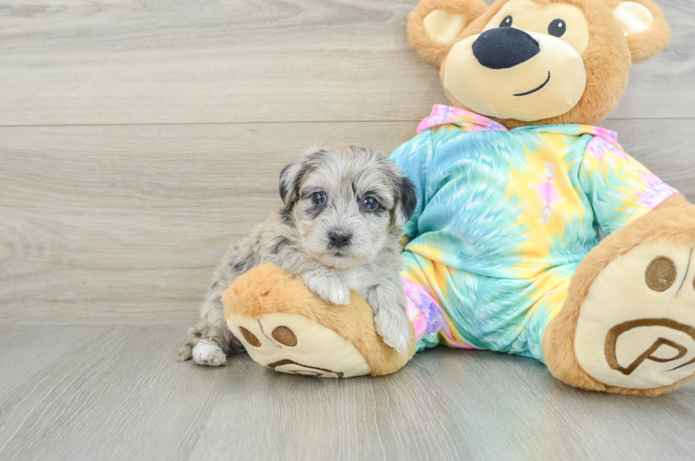 8 week old Yorkie Poo Puppy For Sale - Puppy Love PR