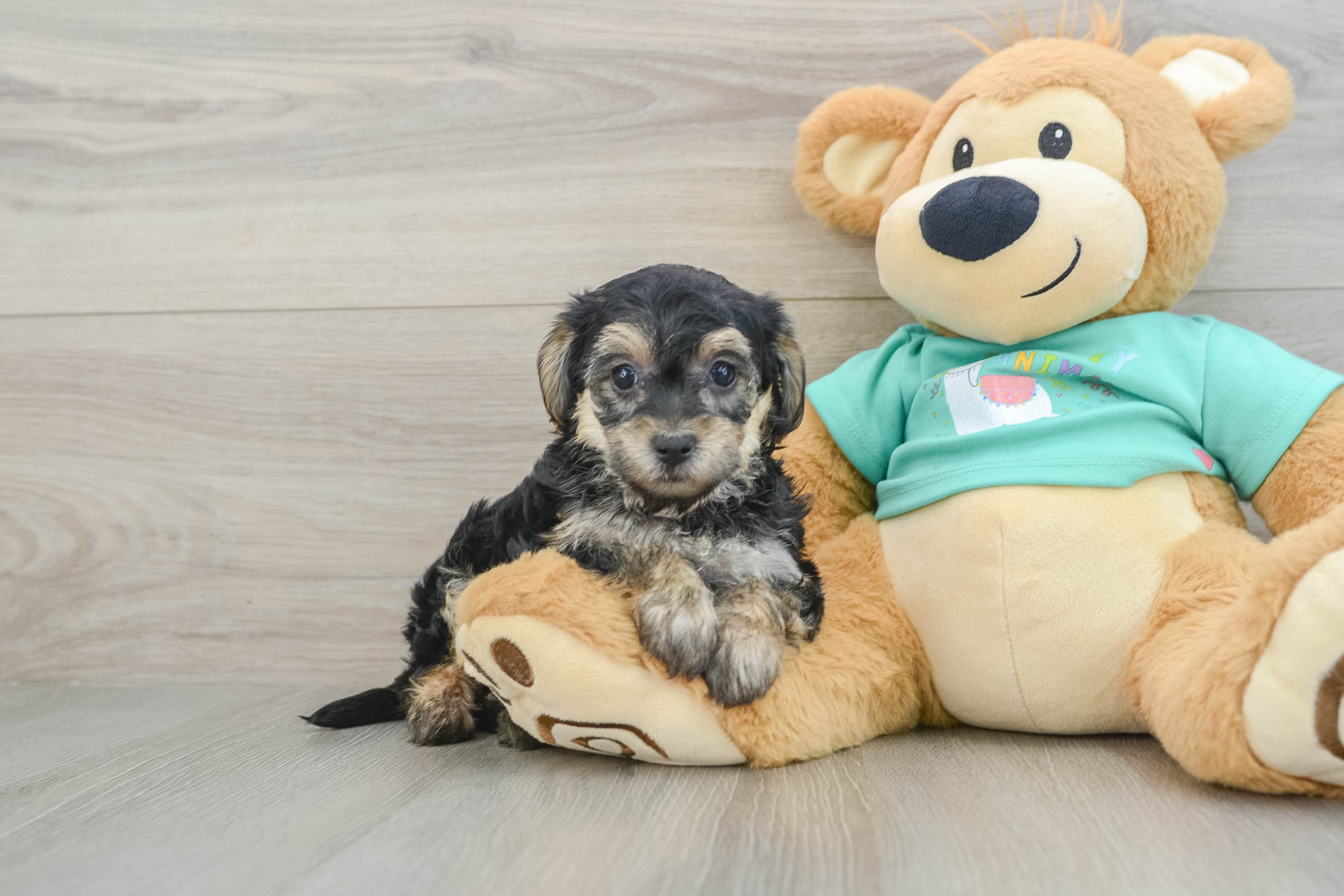 Sweet Yorkie Poo Baby