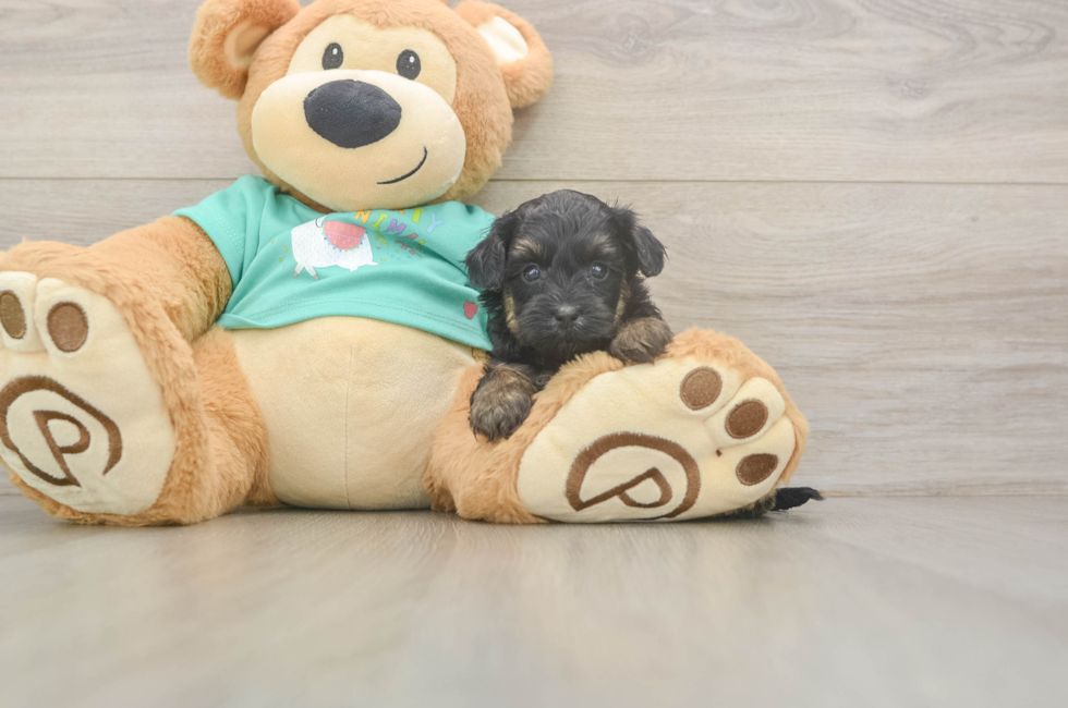 5 week old Yorkie Poo Puppy For Sale - Puppy Love PR