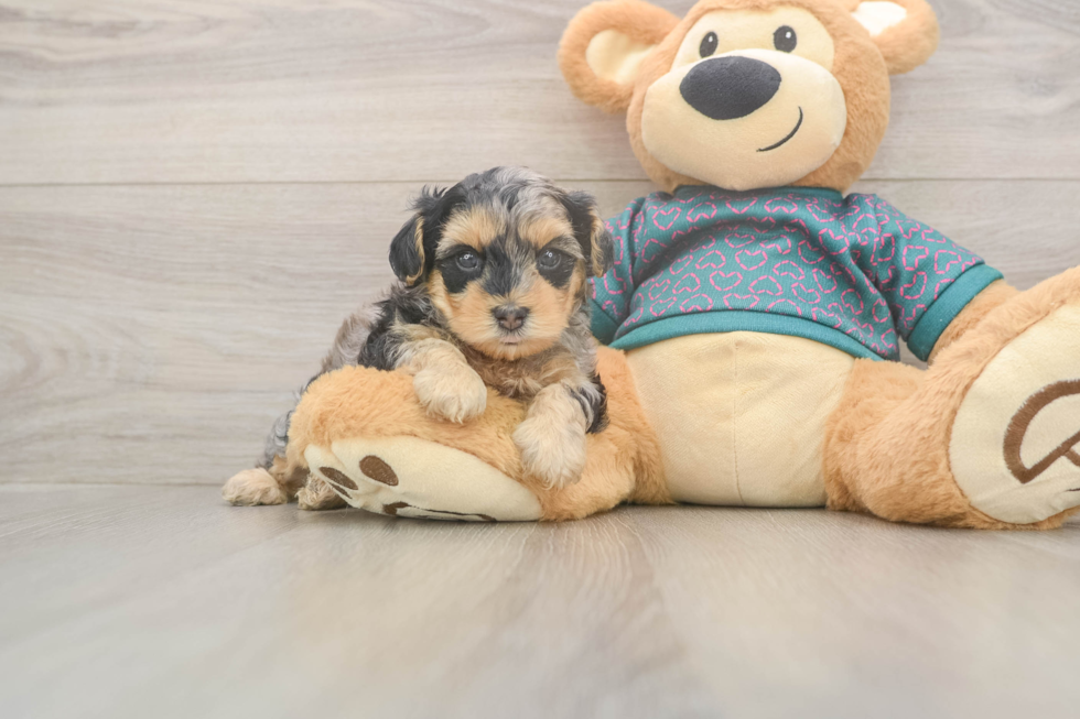 Small Yorkie Poo Baby