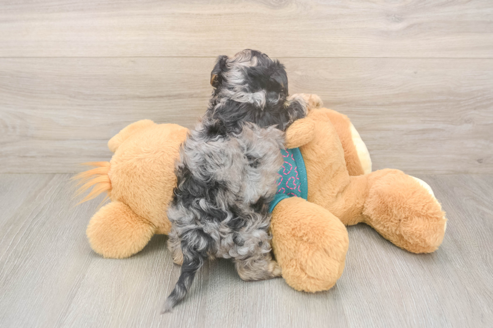 Yorkie Poo Pup Being Cute