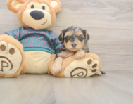 7 week old Yorkie Poo Puppy For Sale - Puppy Love PR