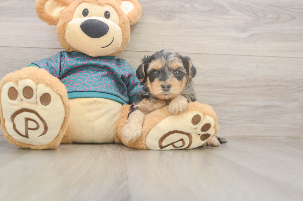 5 week old Yorkie Poo Puppy For Sale - Puppy Love PR