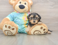 8 week old Yorkie Poo Puppy For Sale - Puppy Love PR
