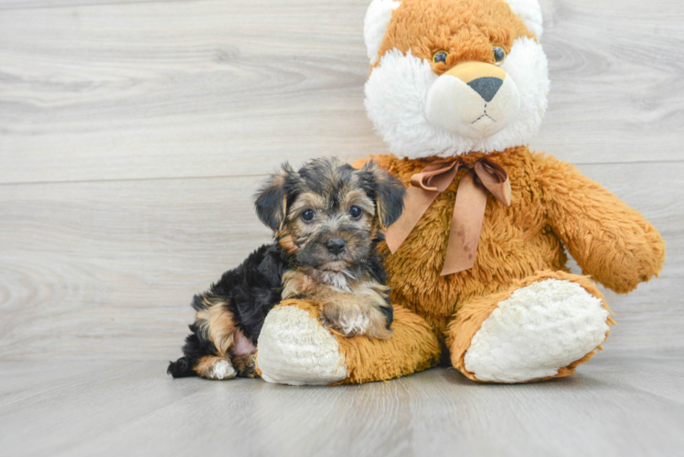 Meet Dallas - our Yorkie Poo Puppy Photo 1/3 - Puppy Love PR Best Yorkie Poo Baby