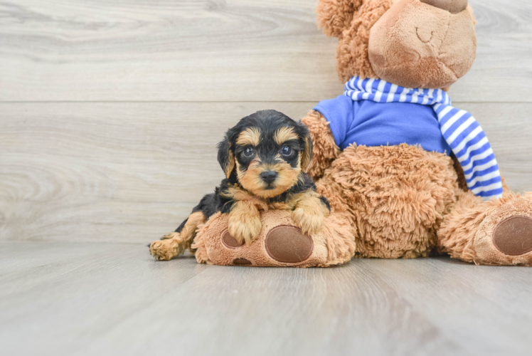 Funny Yorkie Poo Poodle Mix Pup