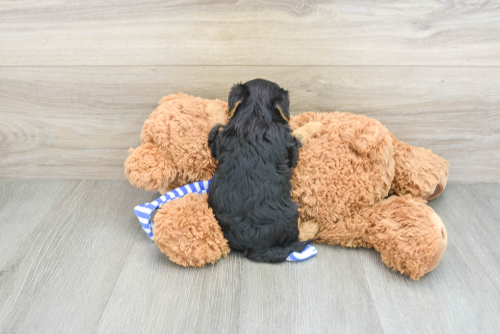 Smart Yorkie Poo Poodle Mix Pup