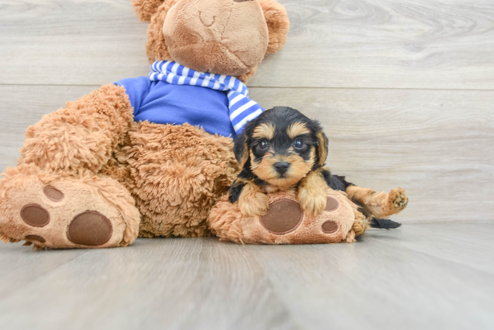 Yorkie Poo Puppy for Adoption