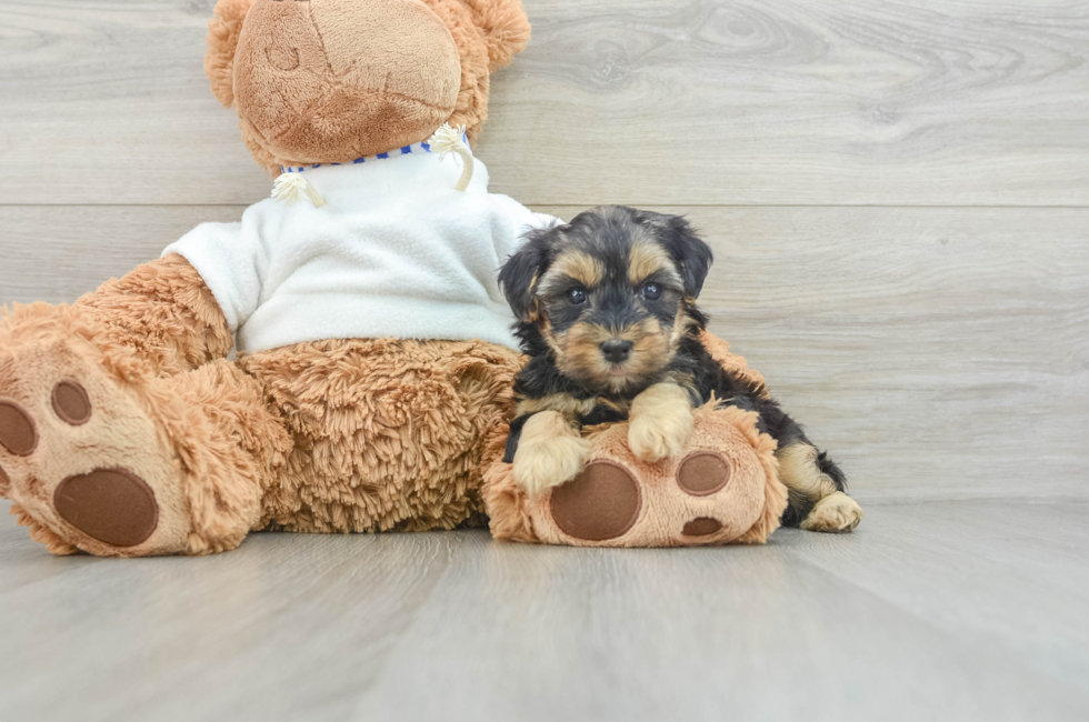 8 week old Yorkie Poo Puppy For Sale - Puppy Love PR