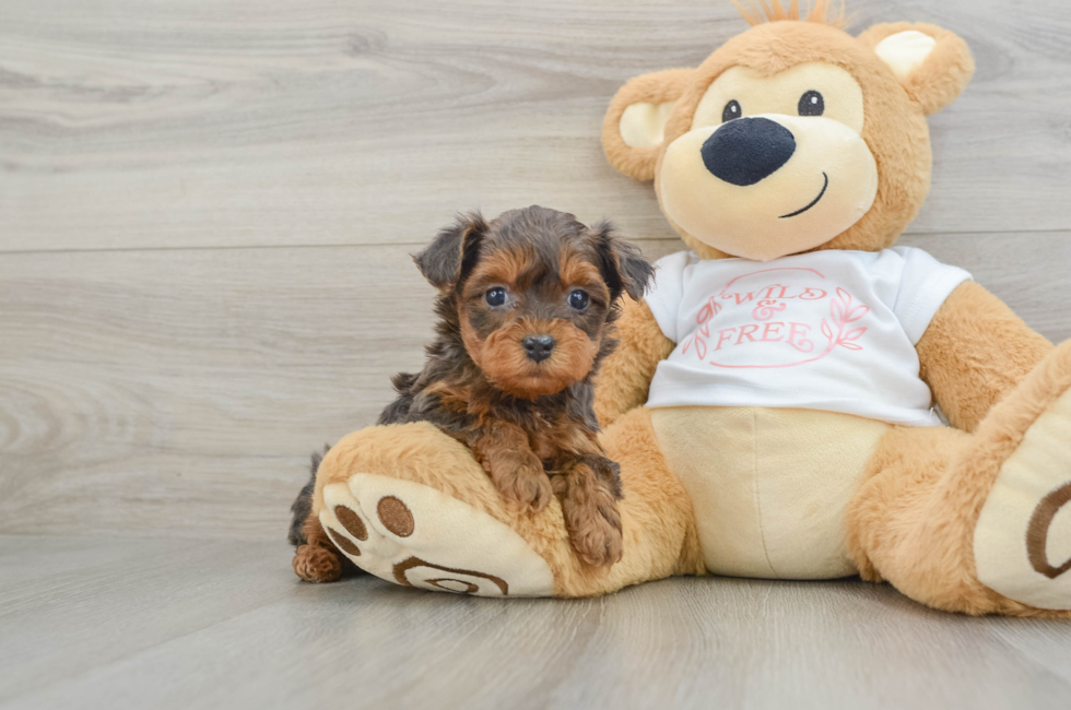 6 week old Yorkie Poo Puppy For Sale - Puppy Love PR