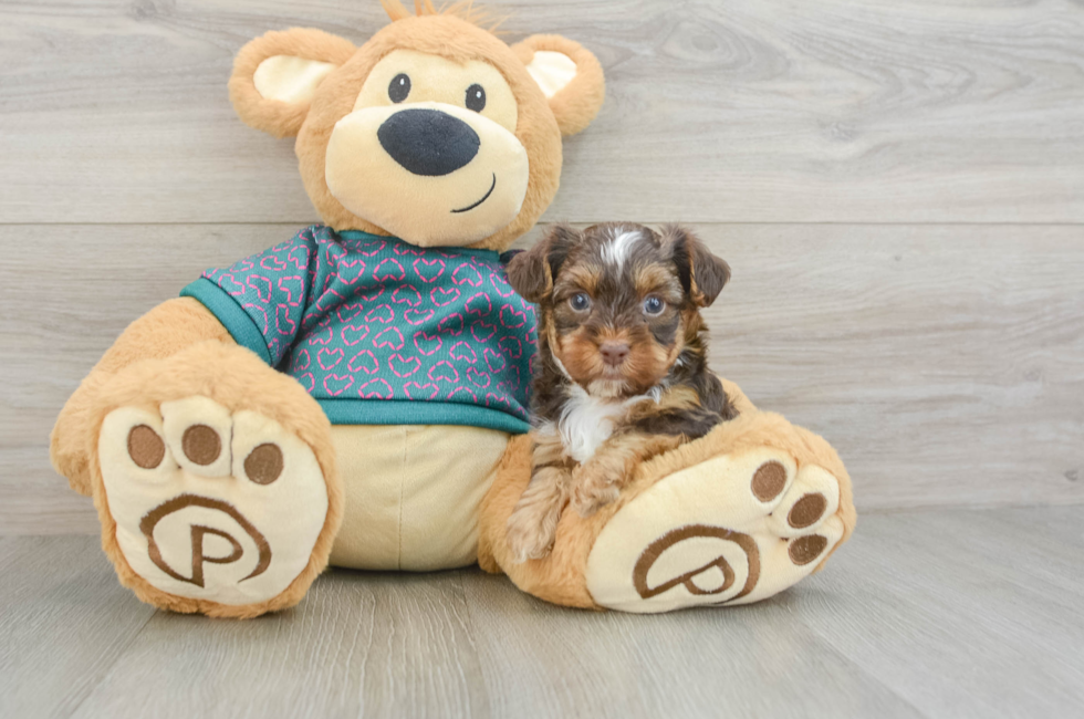 6 week old Yorkie Poo Puppy For Sale - Puppy Love PR