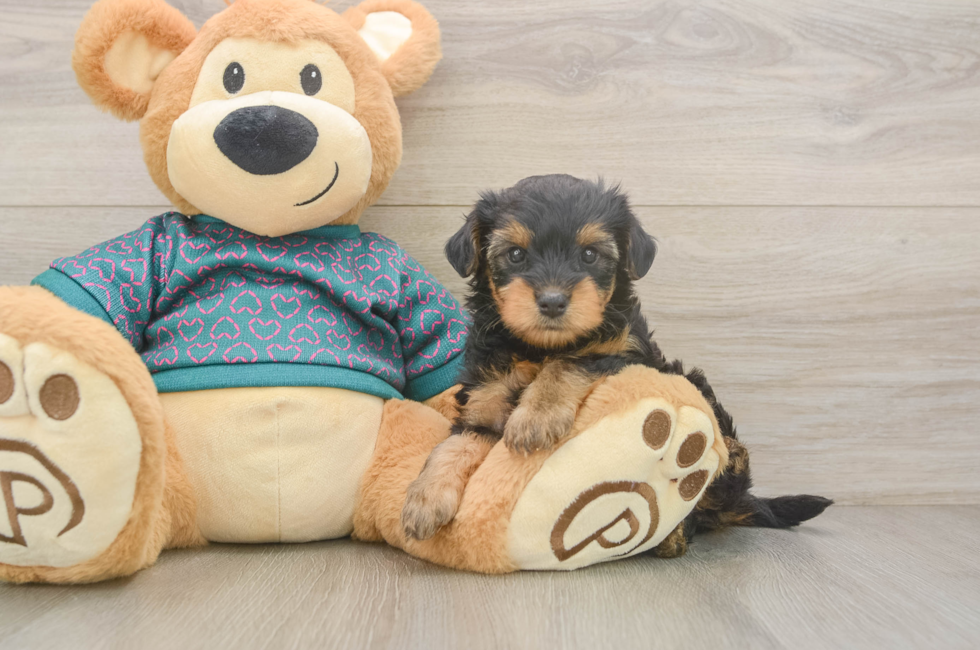 5 week old Yorkie Poo Puppy For Sale - Puppy Love PR