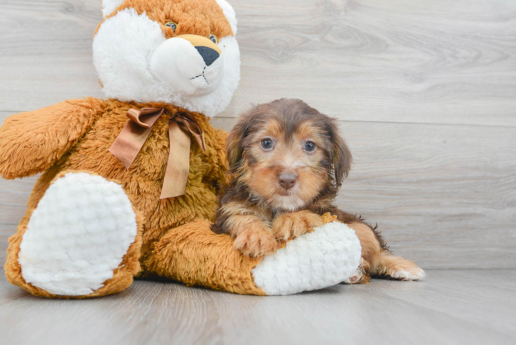 Energetic Yorkie Doodle Poodle Mix Puppy