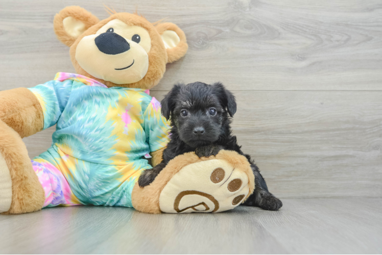 Meet Damon - our Yorkie Poo Puppy Photo 1/3 - Puppy Love PR Best Yorkie Poo Baby