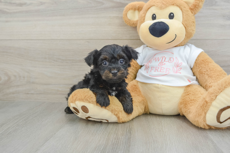 6 week old Yorkie Poo Puppy For Sale - Puppy Love PR