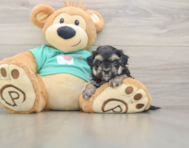 7 week old Yorkie Poo Puppy For Sale - Puppy Love PR