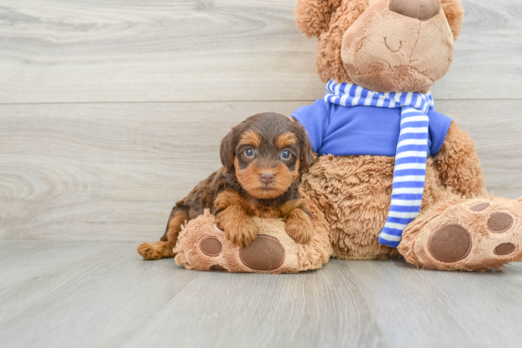 Best Yorkie Poo Baby