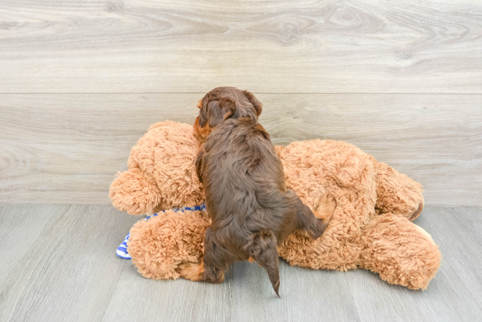 Yorkie Poo Pup Being Cute