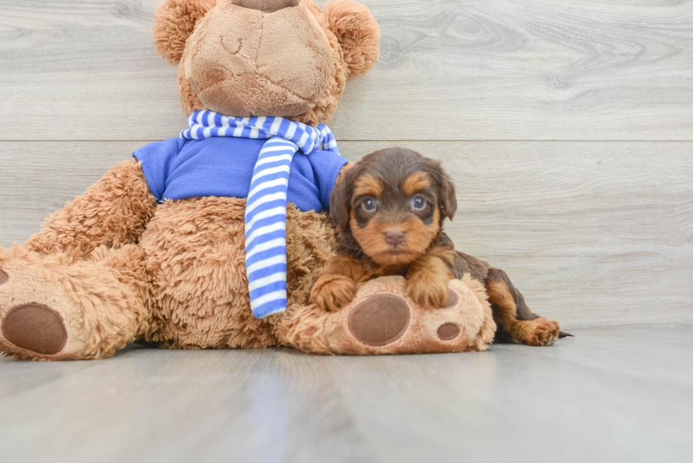 Yorkie Poo Pup Being Cute