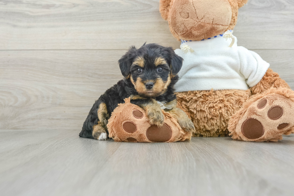 Fluffy Yorkie Poo Poodle Mix Pup