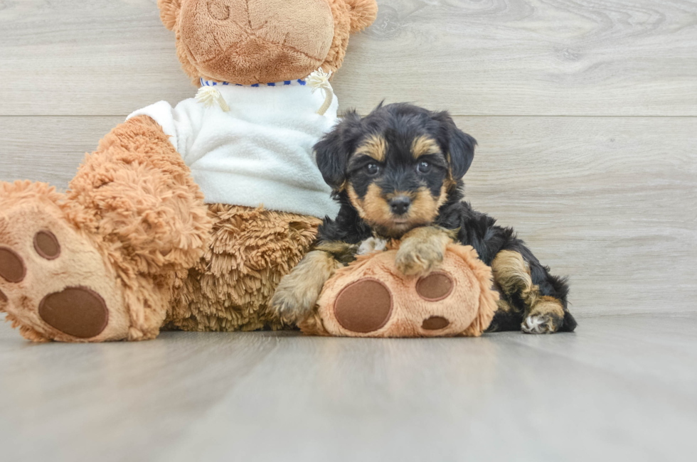 7 week old Yorkie Poo Puppy For Sale - Puppy Love PR