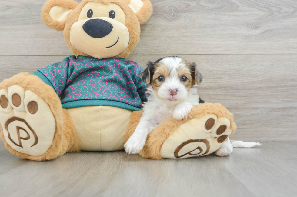 7 week old Yorkie Poo Puppy For Sale - Puppy Love PR