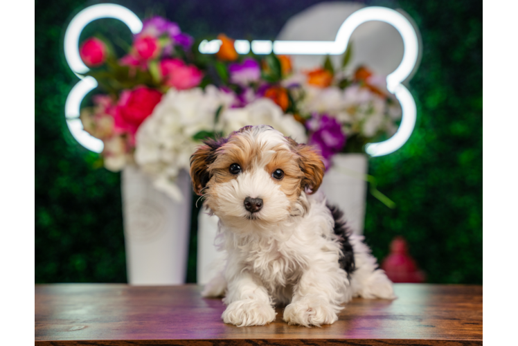 Cute Yorkie Poo Poodle Mix Pup