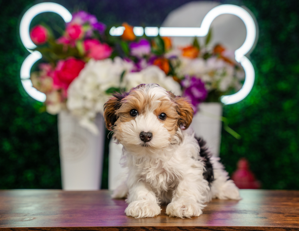 Cute Yorkie Poo Poodle Mix Pup