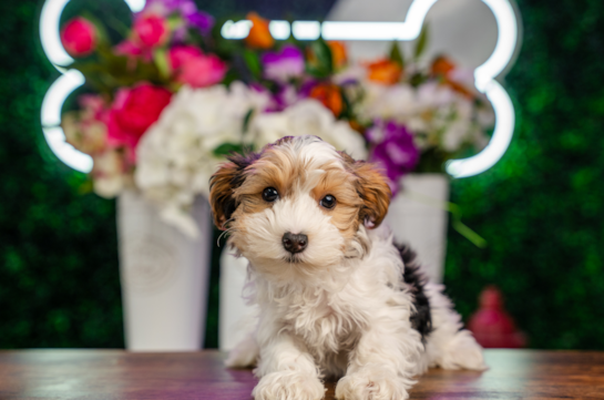 Cute Yorkie Poo Poodle Mix Pup