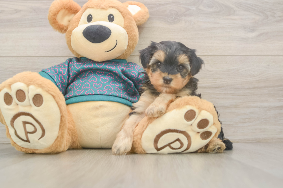 5 week old Yorkie Poo Puppy For Sale - Puppy Love PR