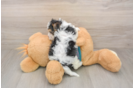 Best Yorkie Poo Baby