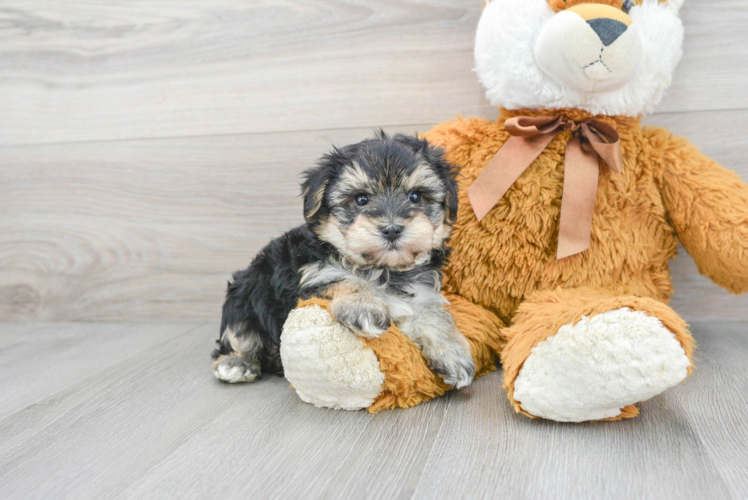 Meet Danica - our Yorkie Poo Puppy Photo 1/3 - Puppy Love PR Funny Yorkie Poo Poodle Mix Pup