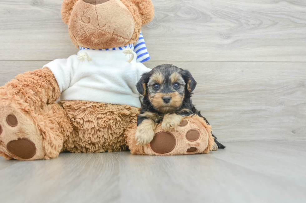 7 week old Yorkie Poo Puppy For Sale - Puppy Love PR