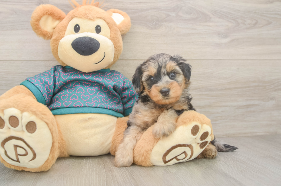 5 week old Yorkie Poo Puppy For Sale - Puppy Love PR