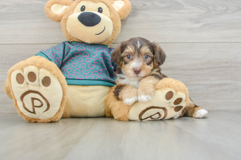 6 week old Yorkie Poo Puppy For Sale - Puppy Love PR