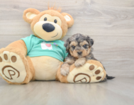 8 week old Yorkie Poo Puppy For Sale - Puppy Love PR