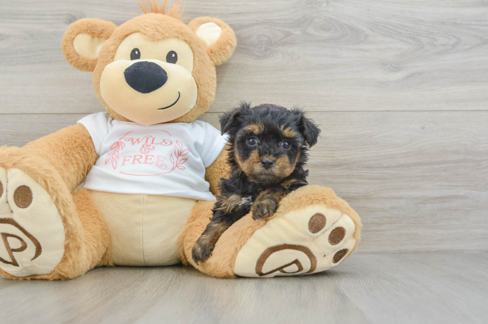 6 week old Yorkie Poo Puppy For Sale - Puppy Love PR