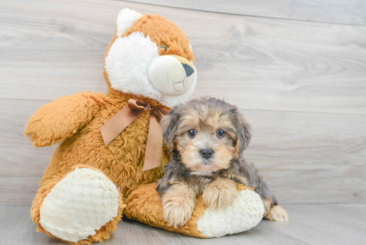 Petite Yorkie Poo Poodle Mix Pup