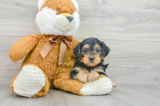 Best Yorkie Poo Baby