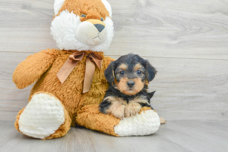 Meet Delilah - our Yorkie Poo Puppy Photo 1/3 - Puppy Love PR Best Yorkie Poo Baby