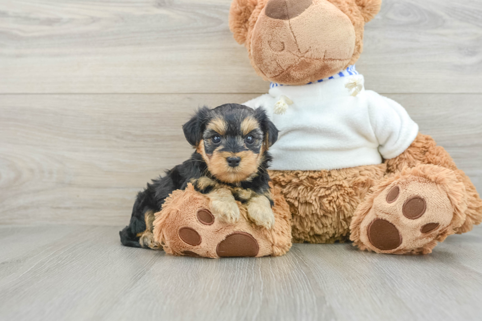 Yorkie Poo Pup Being Cute