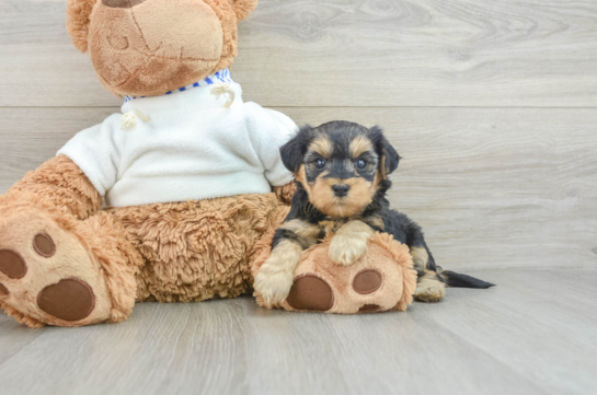 Smart Yorkie Poo Poodle Mix Pup