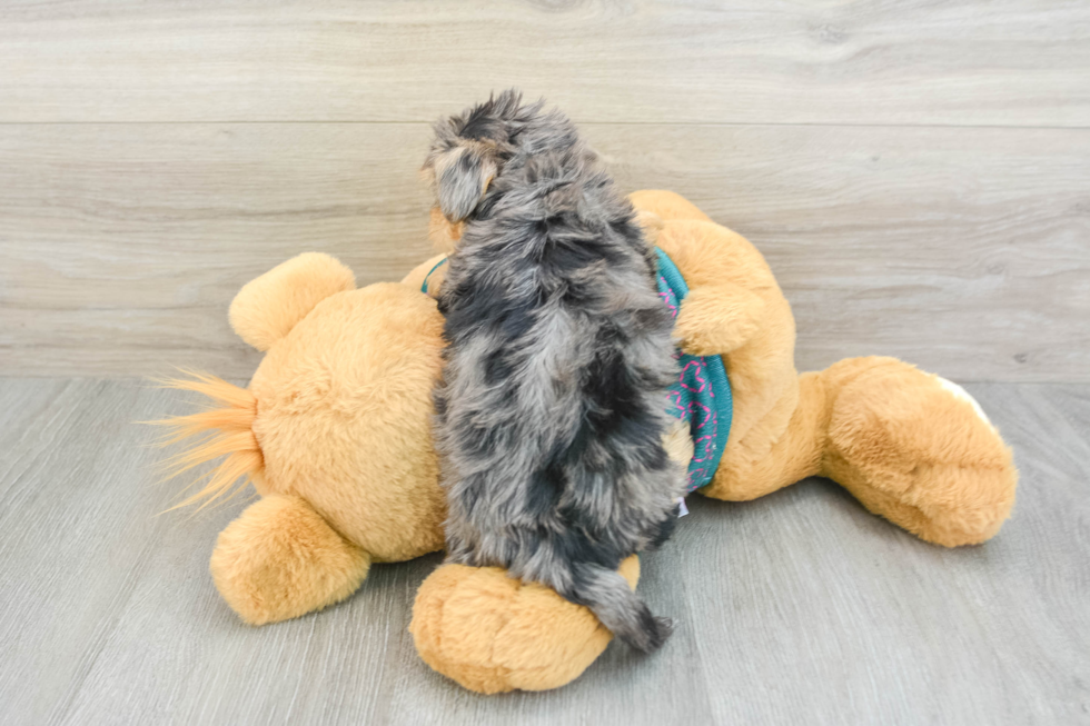 Yorkie Poo Pup Being Cute