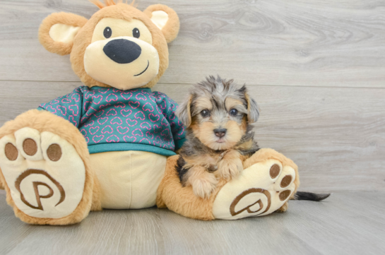 Yorkie Poo Pup Being Cute