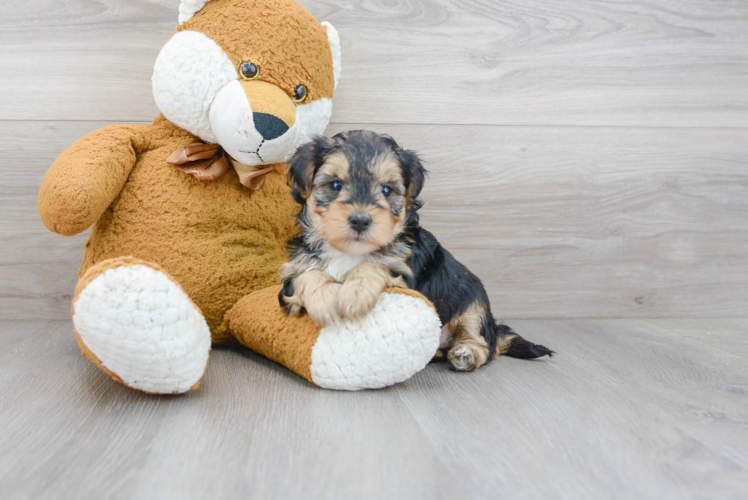 Cute Yorkie Poo Poodle Mix Pup