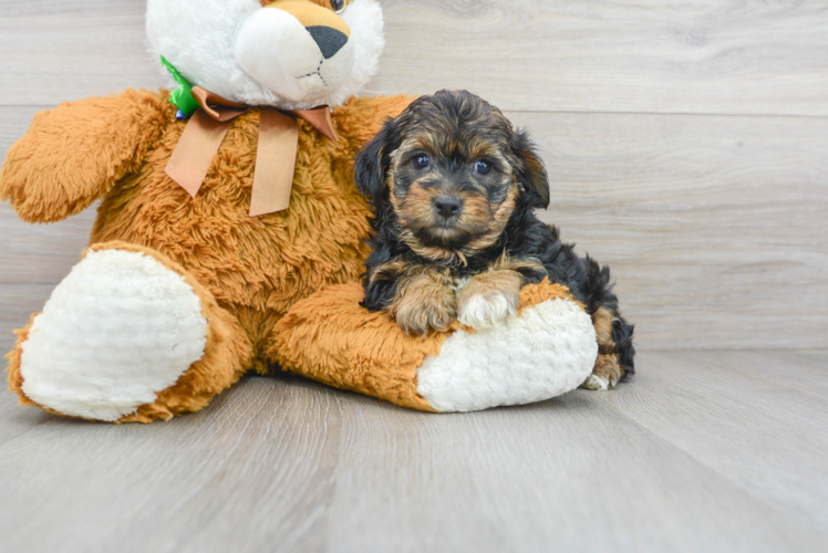 Cute Yorkie Doodle Poodle Mix Puppy