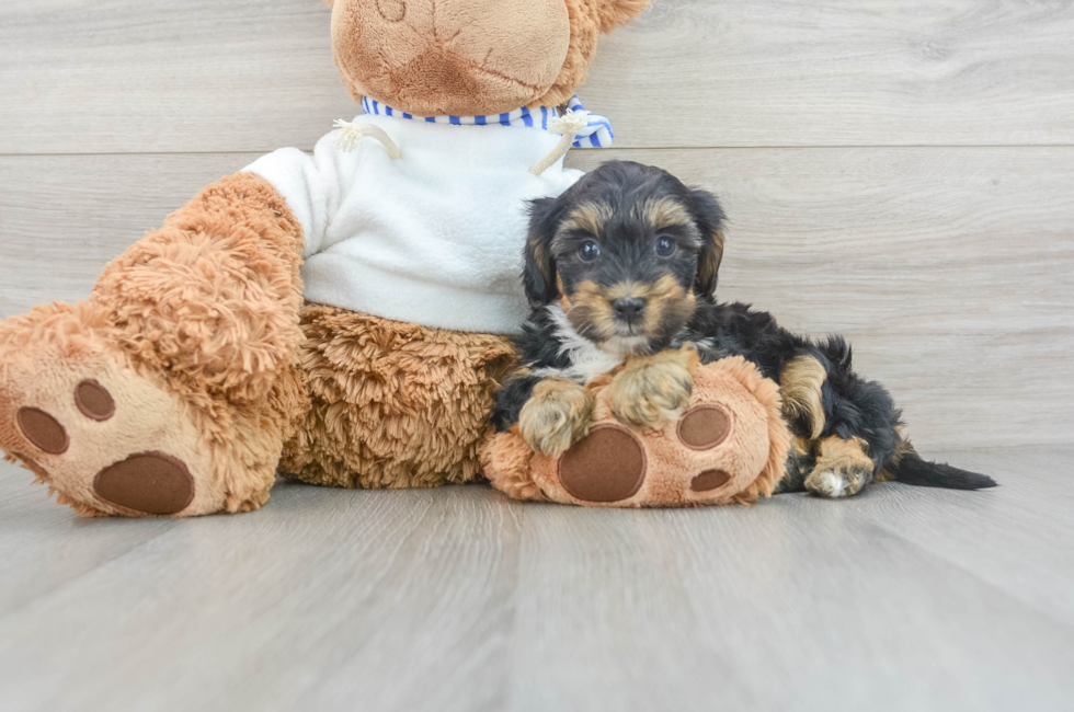 6 week old Yorkie Poo Puppy For Sale - Puppy Love PR